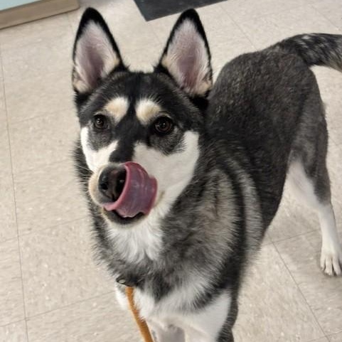 Natalie, an adoptable mixed breed in Winnipeg, MB image 1/2