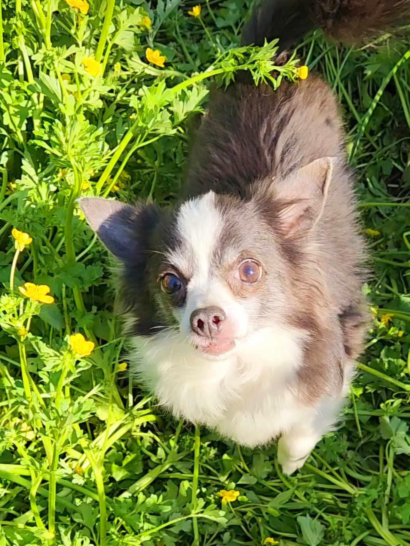 Enlarge Buddy Jr., a Adoptable Chihuahua in Bartlett, TN image 1/6