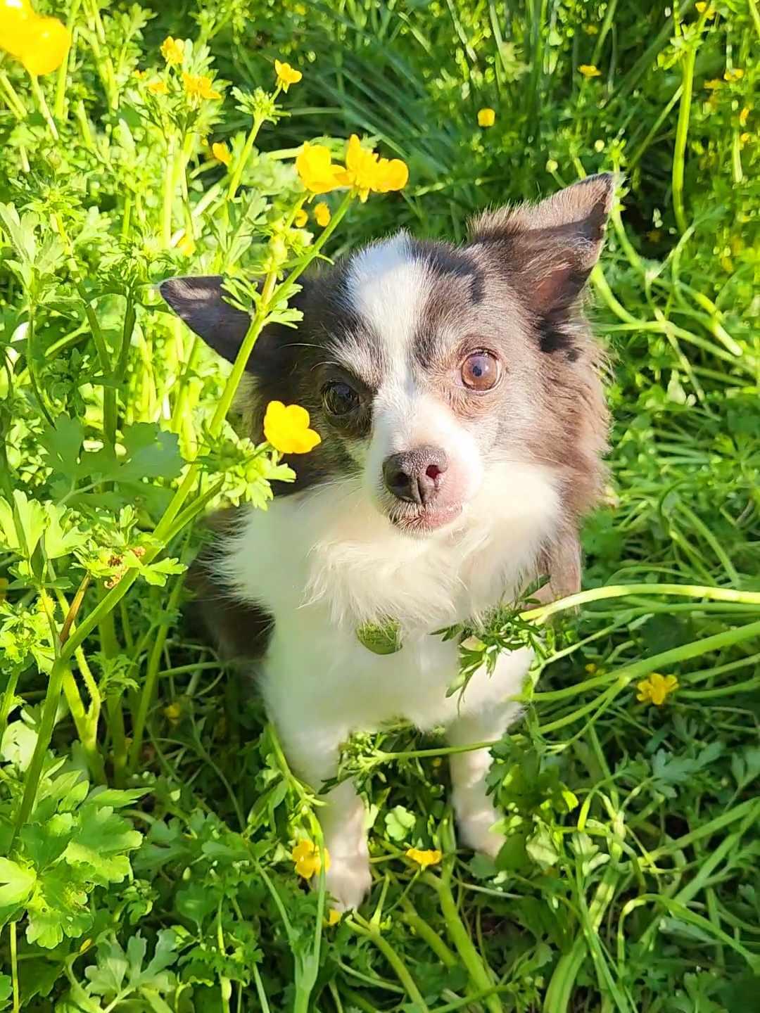Buddy Jr., Adoptable, Adult Male Chihuahua.