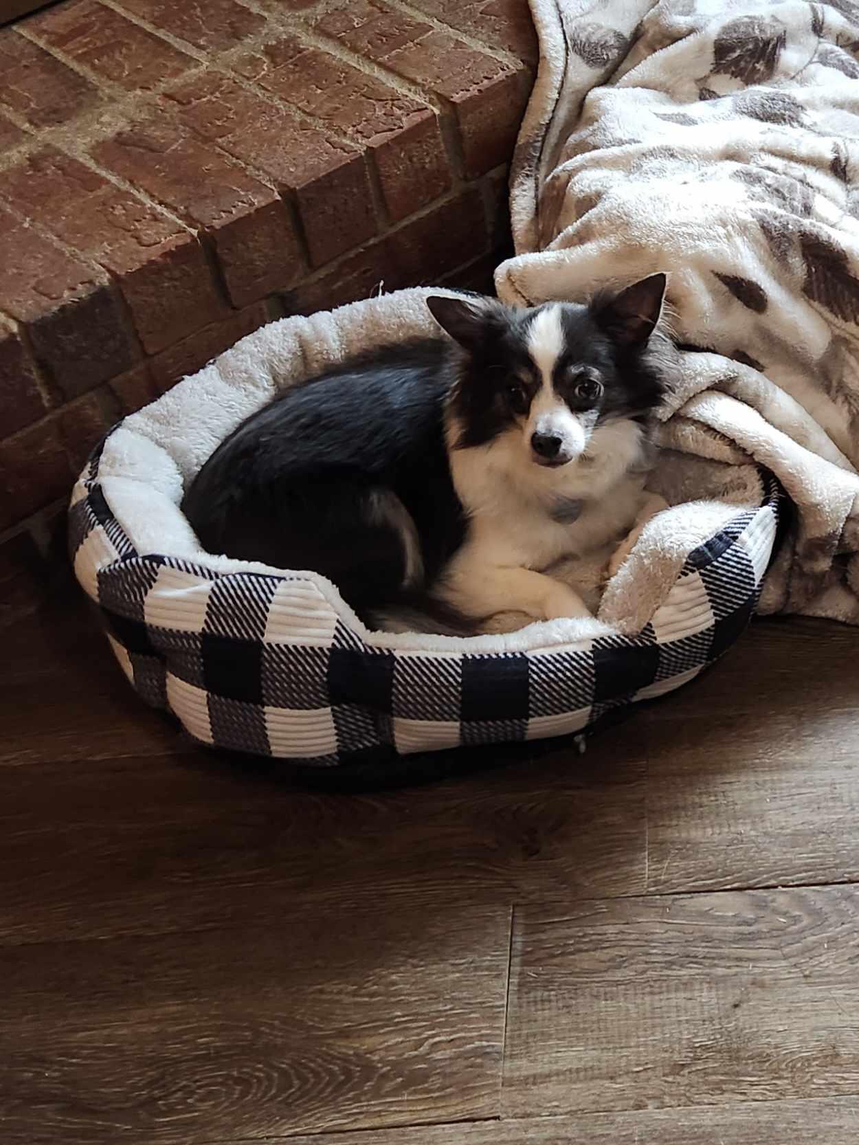 Enlarge Buddy Jr., a Adoptable Chihuahua in Bartlett, TN image 3/6
