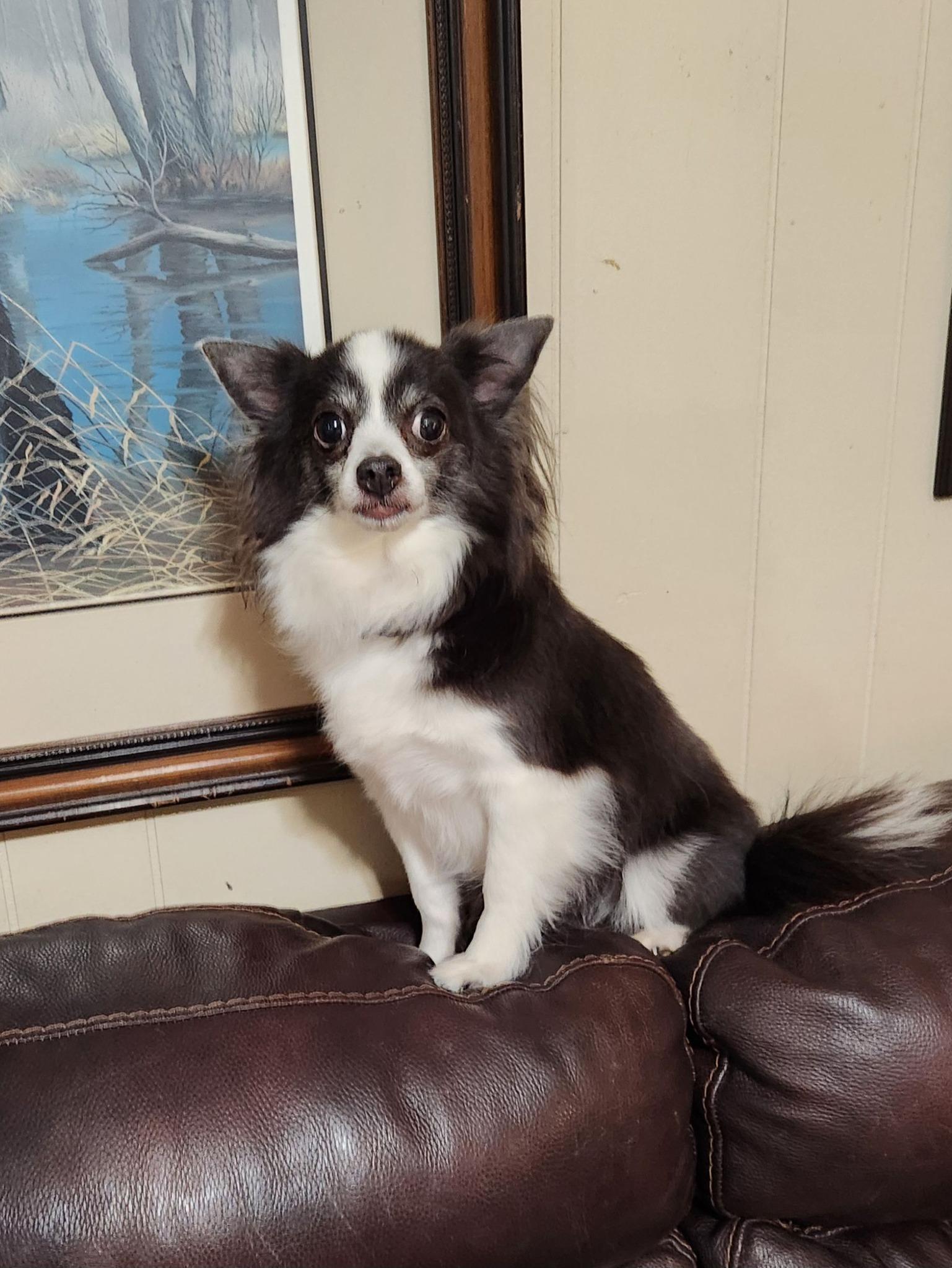 Enlarge Buddy Jr., a Adoptable Chihuahua in Bartlett, TN image 4/6