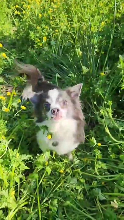 Enlarge Buddy Jr., a Adoptable Chihuahua in Bartlett, TN video 6/6