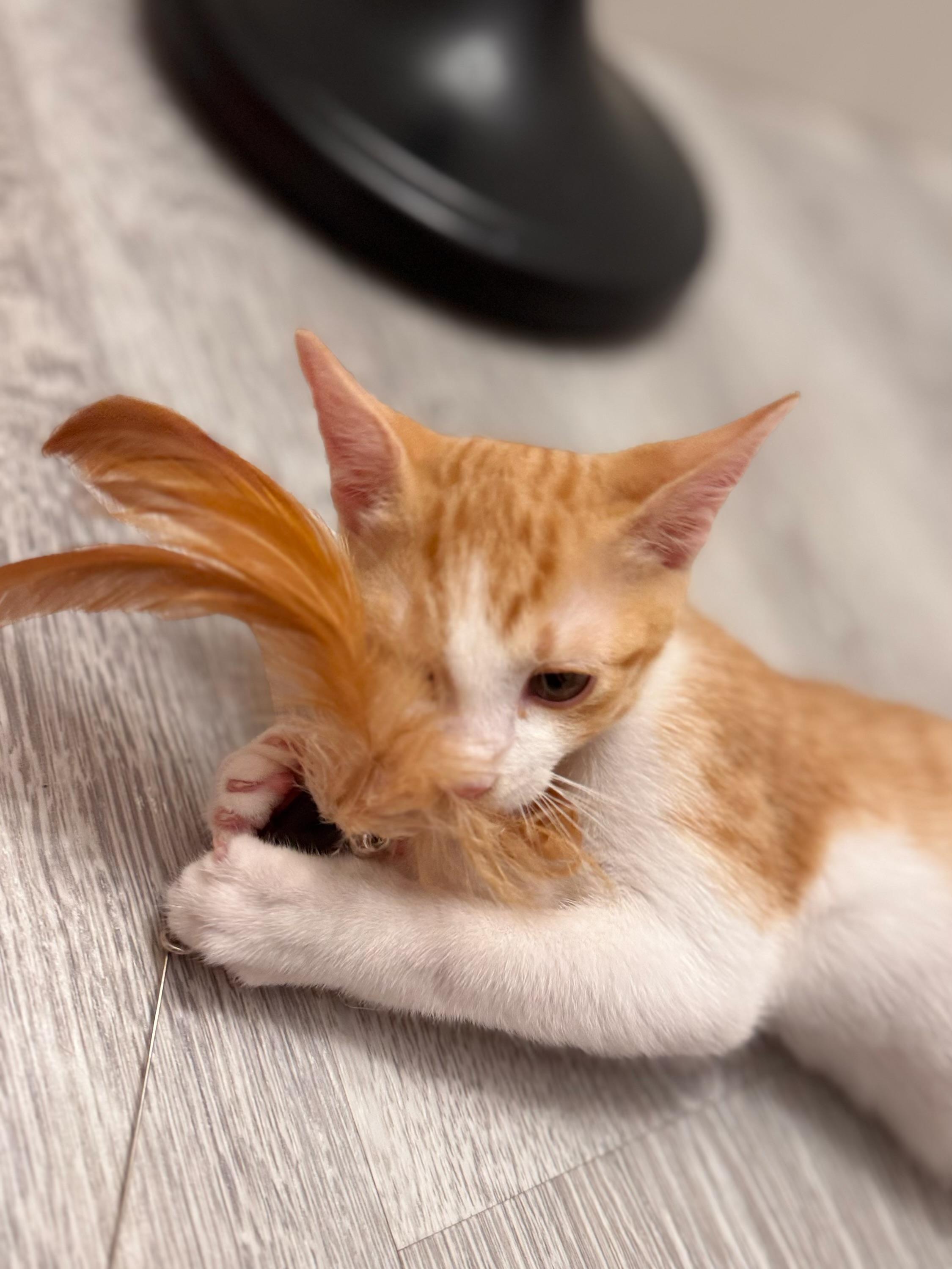 Jett & Ember BONDED 1