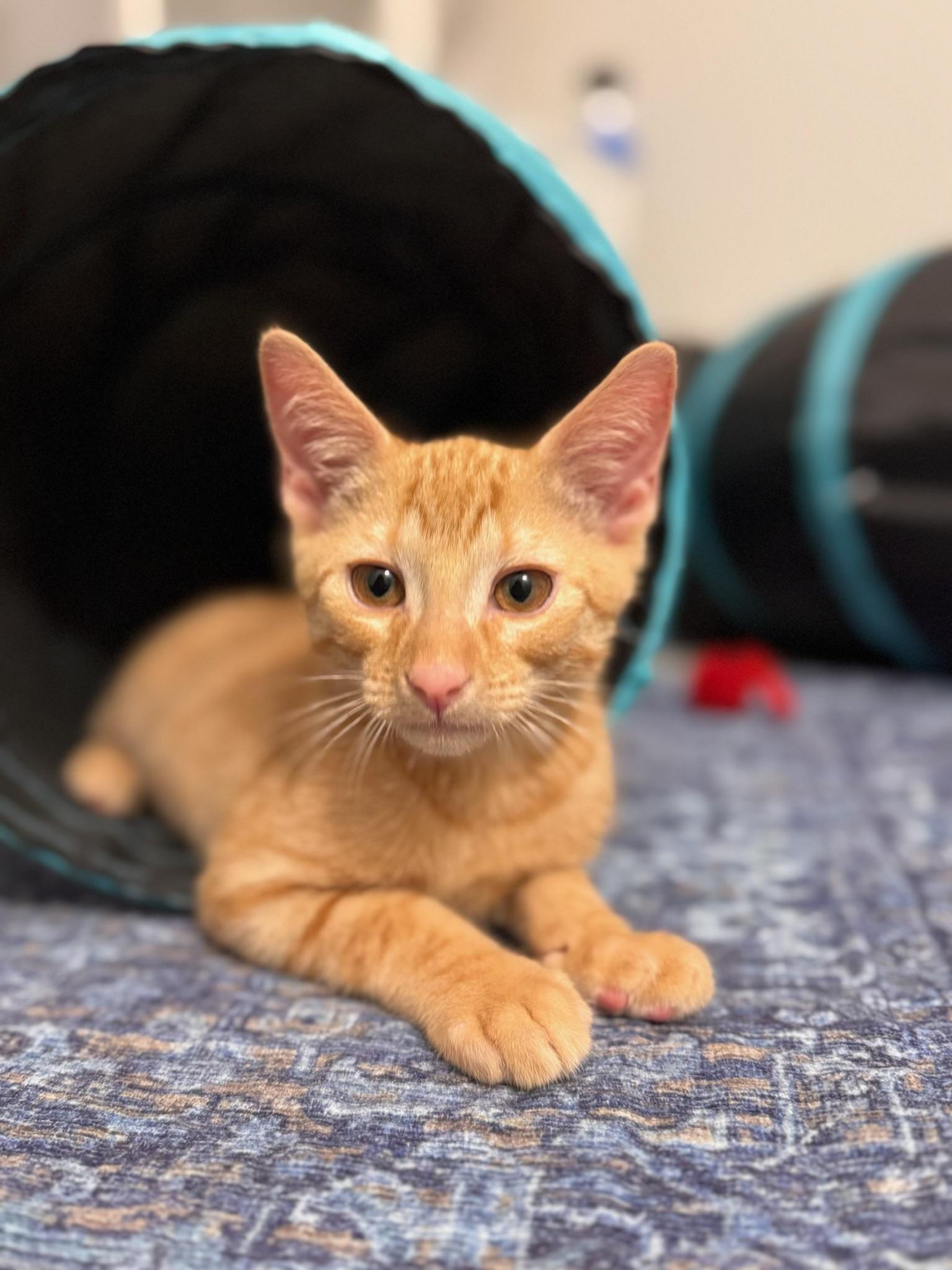 Jett & Ember BONDED 2