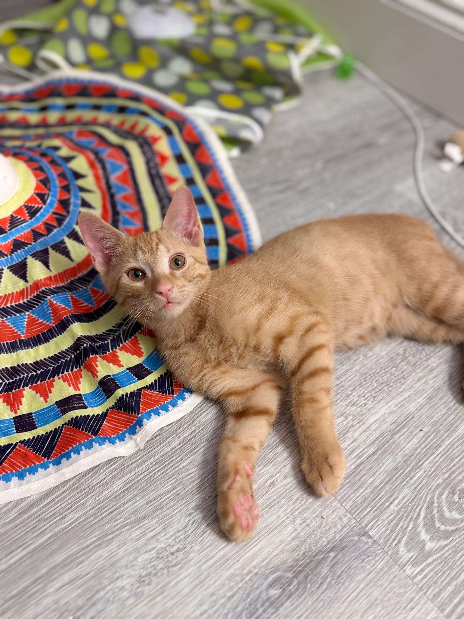 Jett & Ember BONDED 3