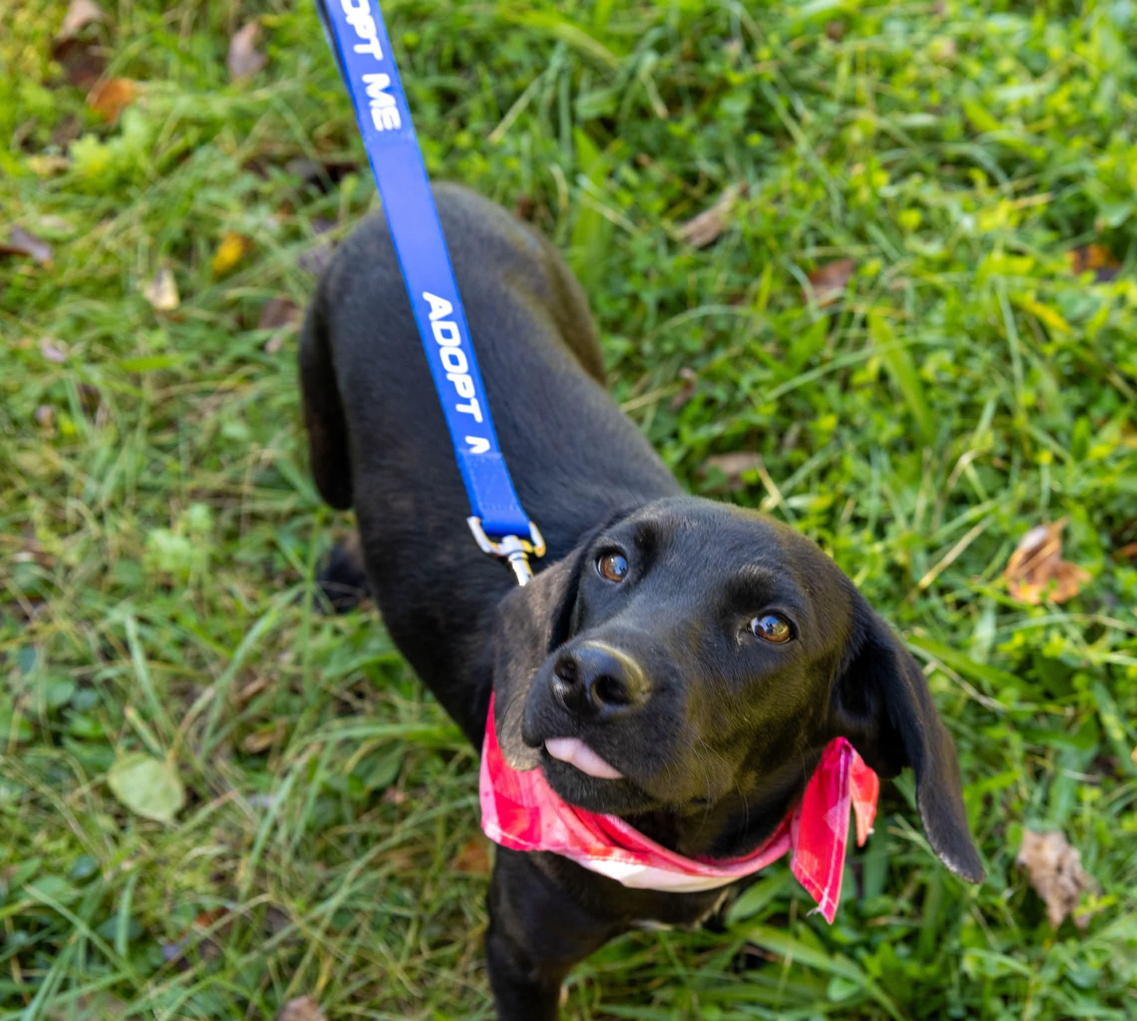 Enlarge Riley, a Adopted mixed breed in Argyle, NY image 2/3