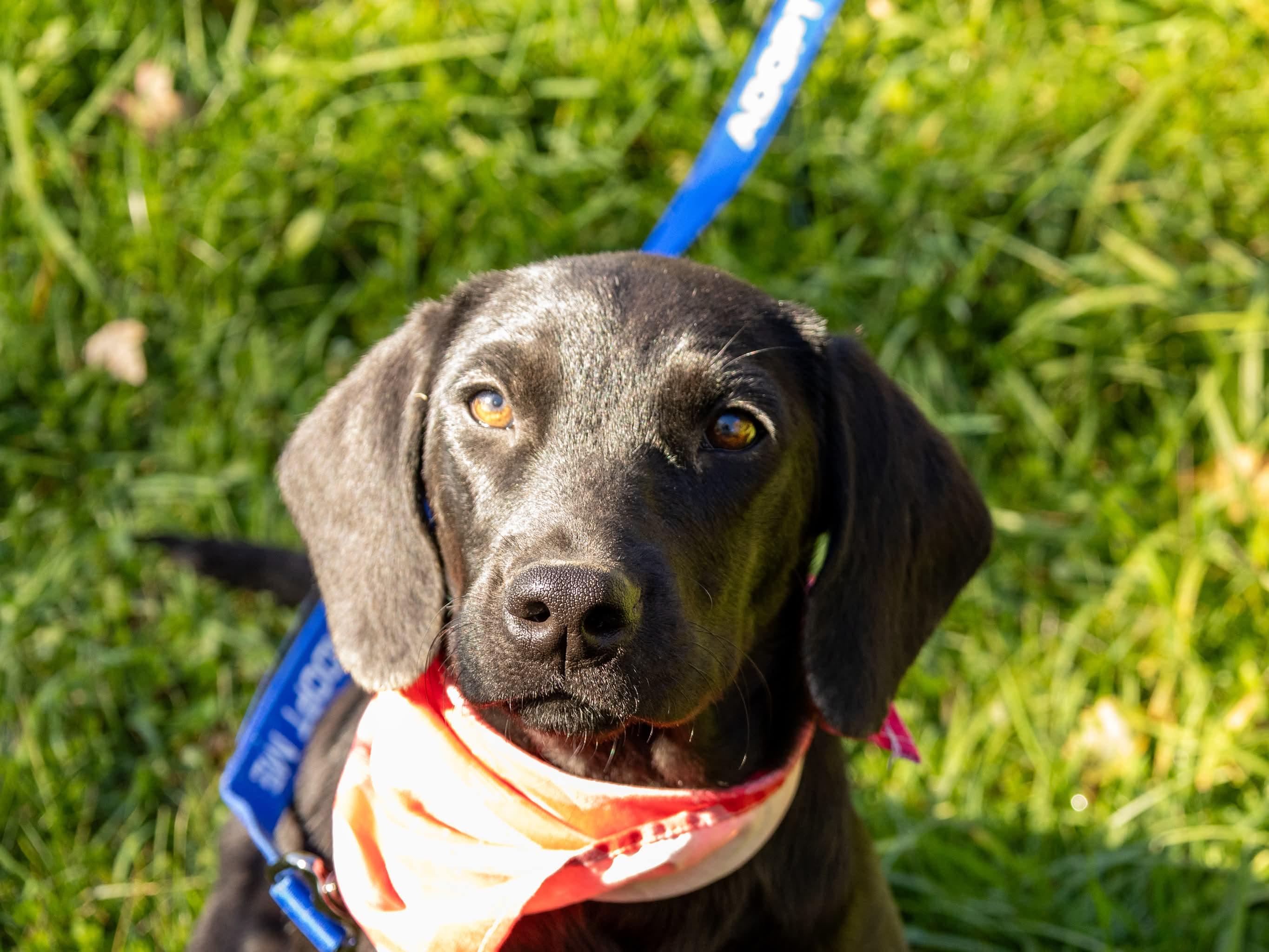 Riley, Adopted, Puppy Female Black Labrador Retriever.
