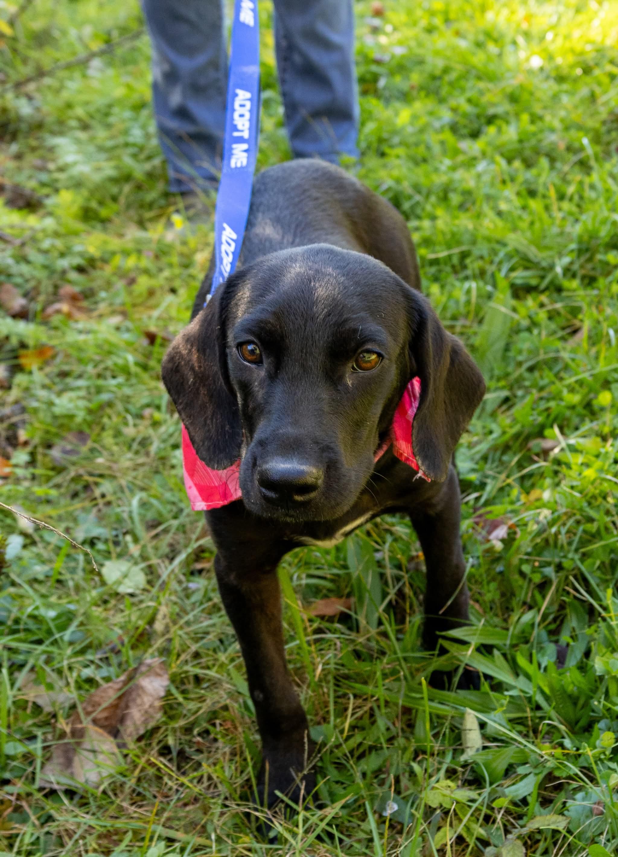 Enlarge Riley, a Adopted mixed breed in Argyle, NY image 3/3
