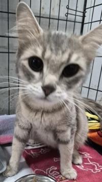 Tonka, Adoptable, Adult Female Domestic Short Hair & Domestic Short Hair.