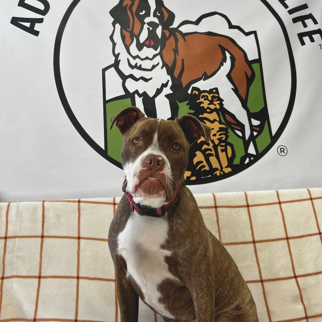 Enlarge Jackie, a Adoptable mixed breed in Deerfield, IL image 1/4