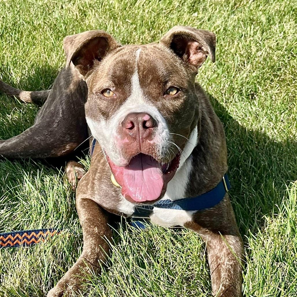 Enlarge Jackie, a Adoptable mixed breed in Deerfield, IL image 2/4