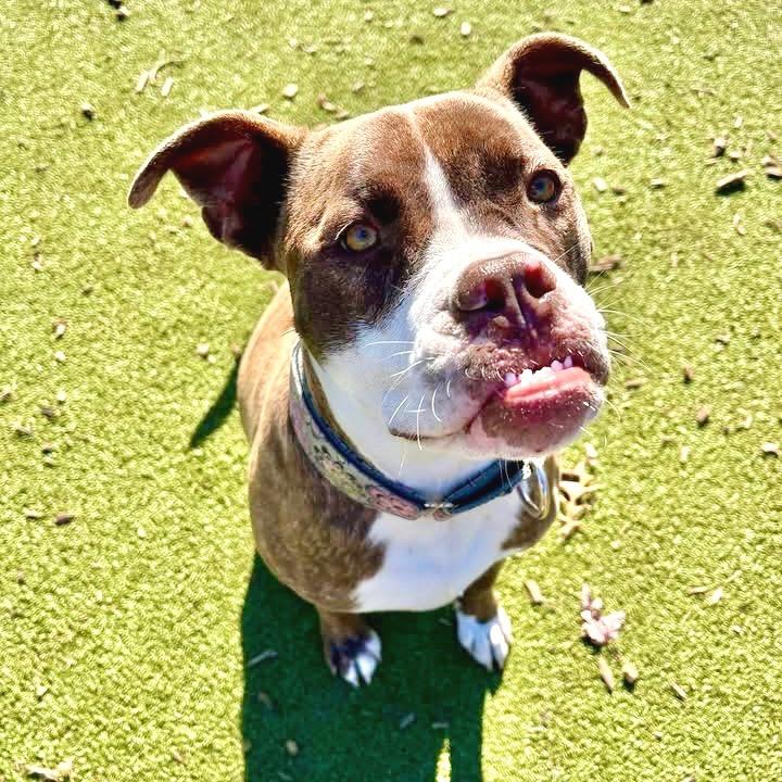 Enlarge Jackie, a Adoptable mixed breed in Deerfield, IL image 3/4