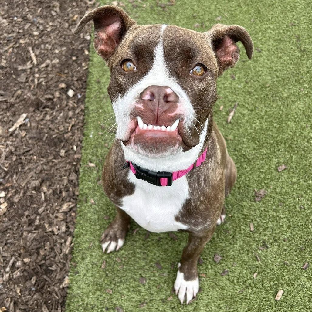 Enlarge Jackie, a Adoptable mixed breed in Deerfield, IL image 4/4