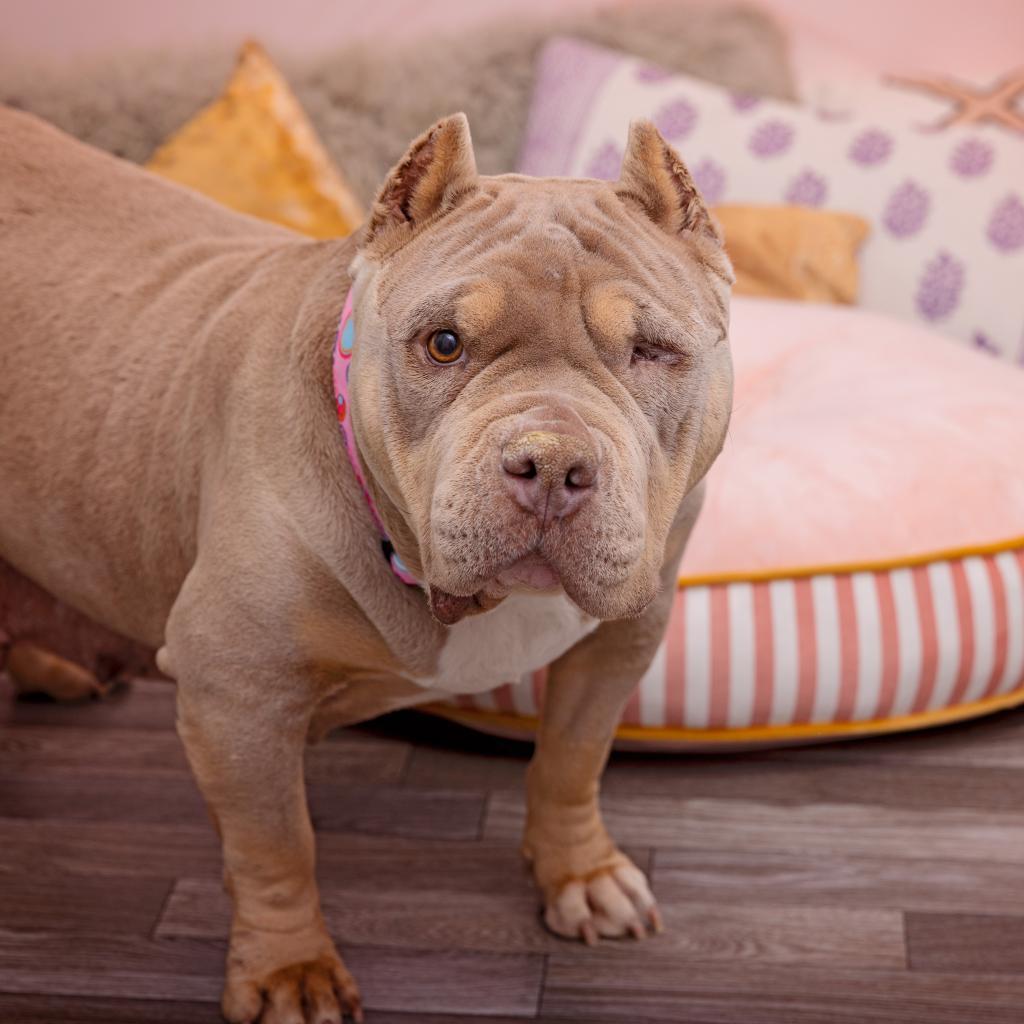 Enlarge Moo Moo, a Adoptable mixed breed in Los Angeles, CA image 1/6