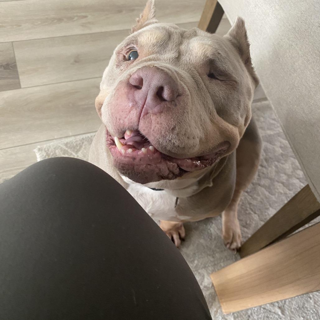 Enlarge Moo Moo, a Adoptable mixed breed in Los Angeles, CA image 2/6