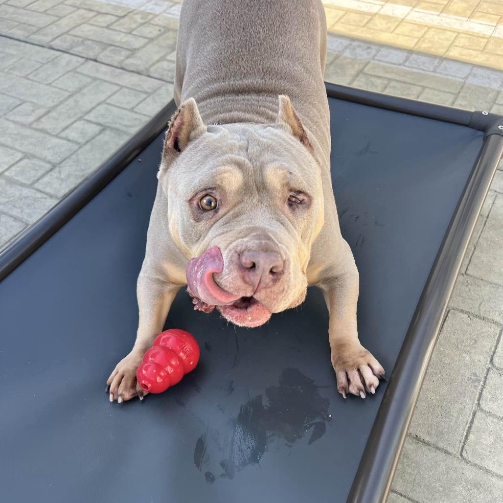 Enlarge Moo Moo, a Adoptable mixed breed in Los Angeles, CA image 3/6