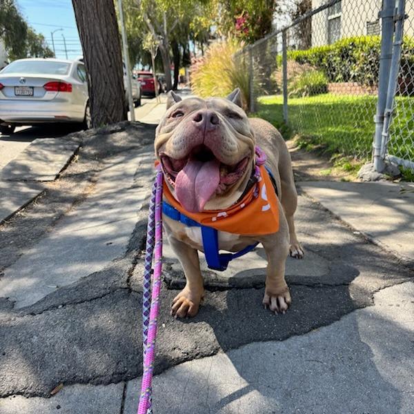 Enlarge Moo Moo, a Adoptable mixed breed in Los Angeles, CA image 4/6