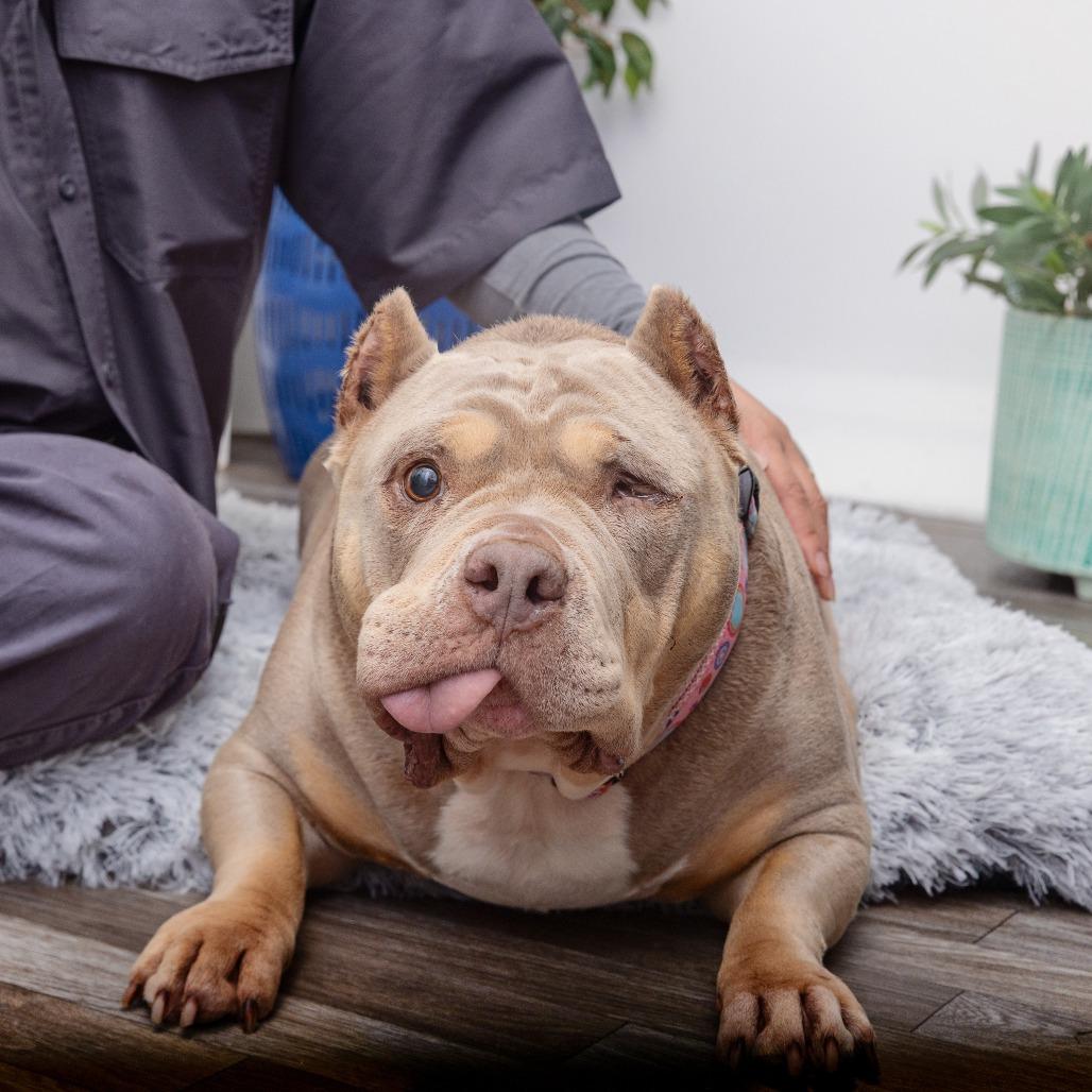 Enlarge Moo Moo, a Adoptable mixed breed in Los Angeles, CA image 5/6