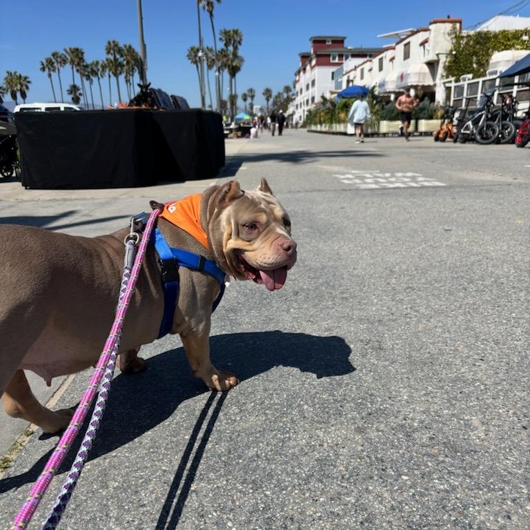 Enlarge Moo Moo, a Adoptable mixed breed in Los Angeles, CA image 6/6