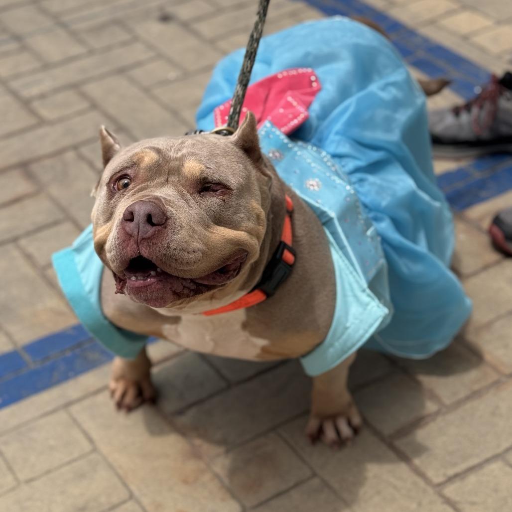 Enlarge Moo Moo, a Adoptable mixed breed in Los Angeles, CA image 6/6