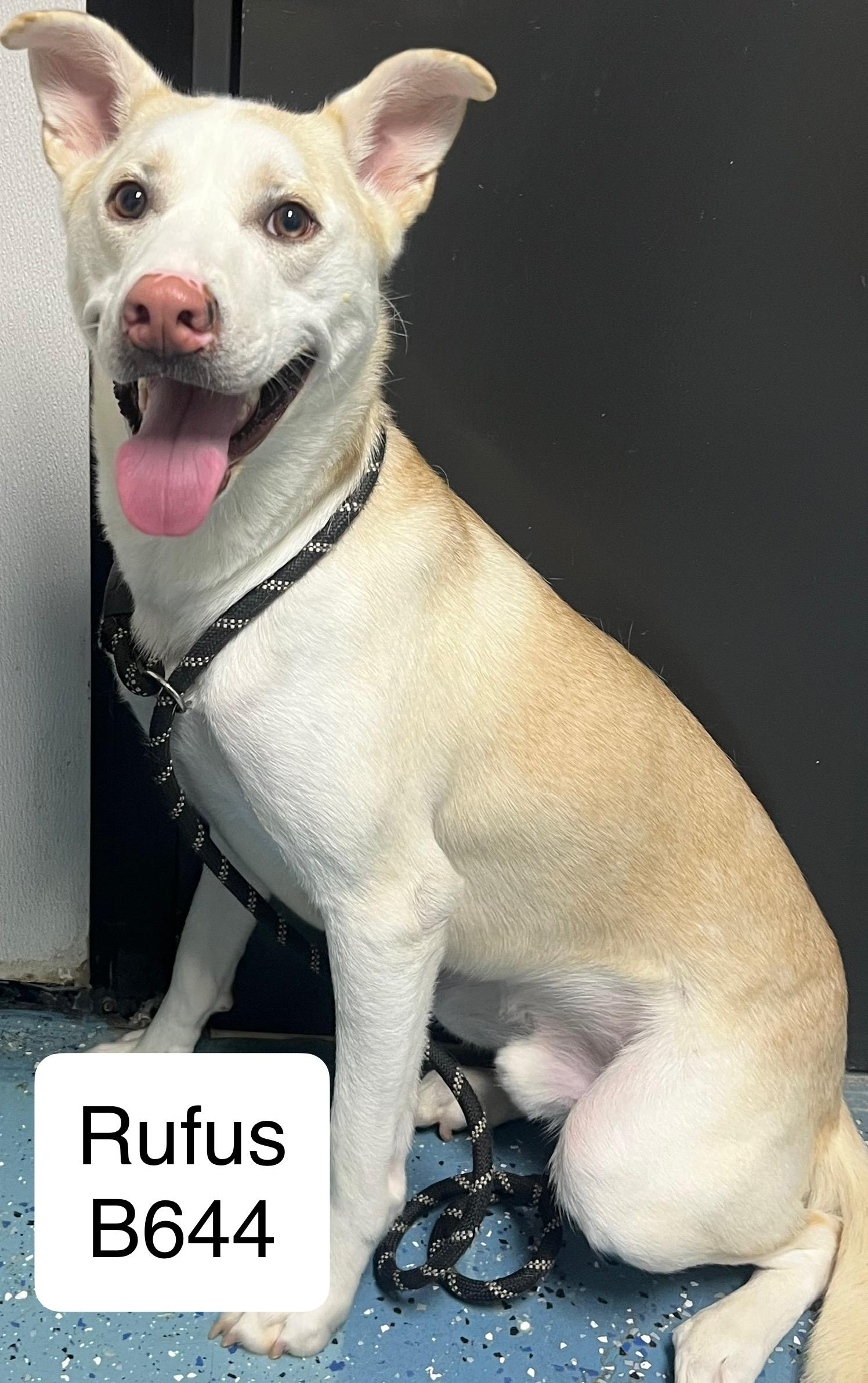 Rufus, Adoptable, Adult Male Labrador Retriever & Husky.
