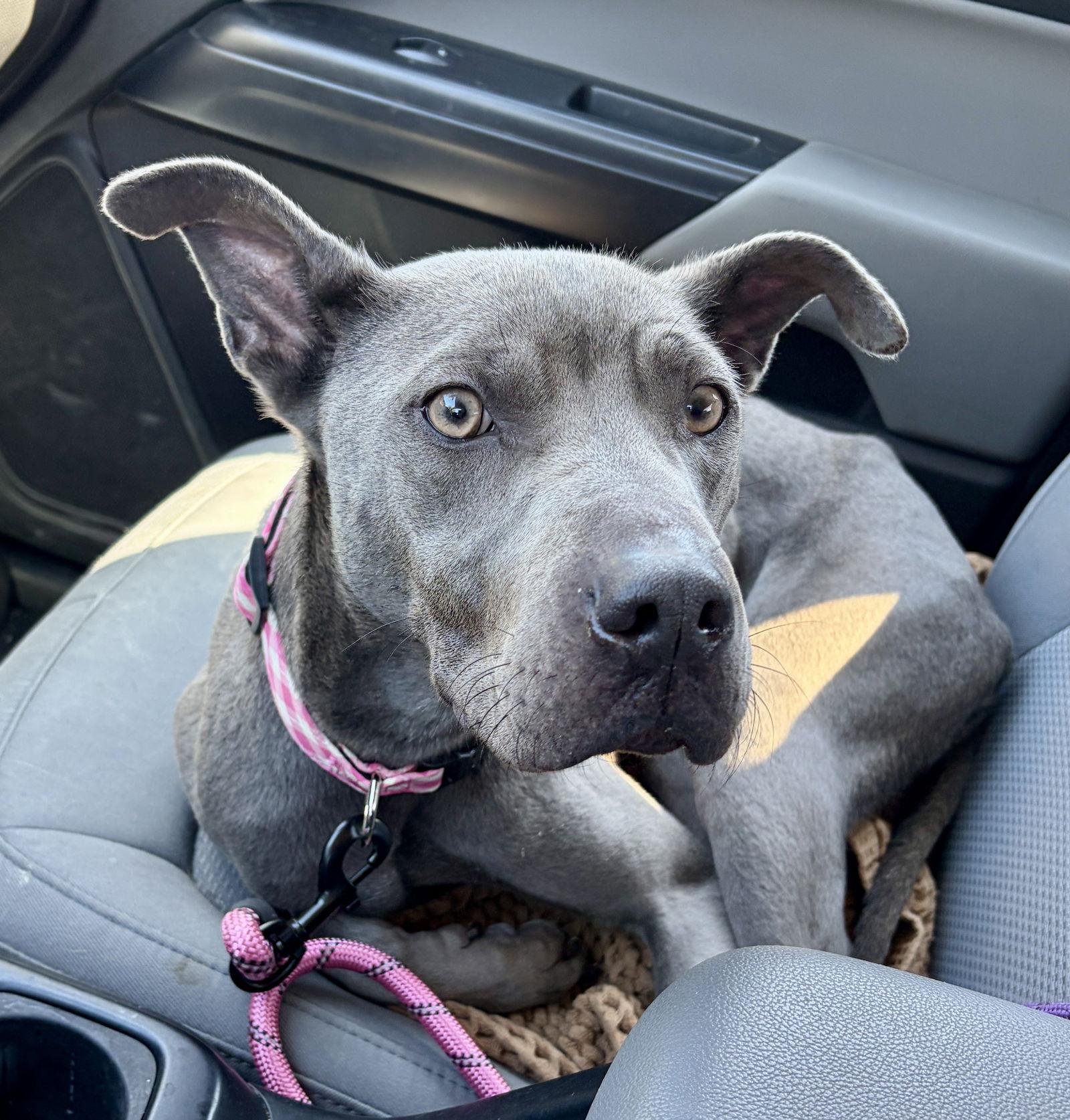 Indigo, Adopted, Young Female Blue Lacy.