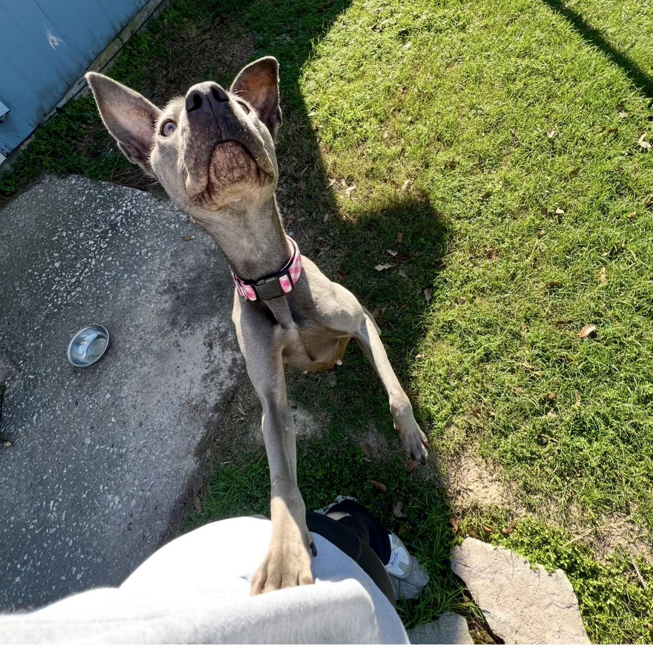 Enlarge Indigo, a Adopted Blue Lacy in Houston, TX image 3/3