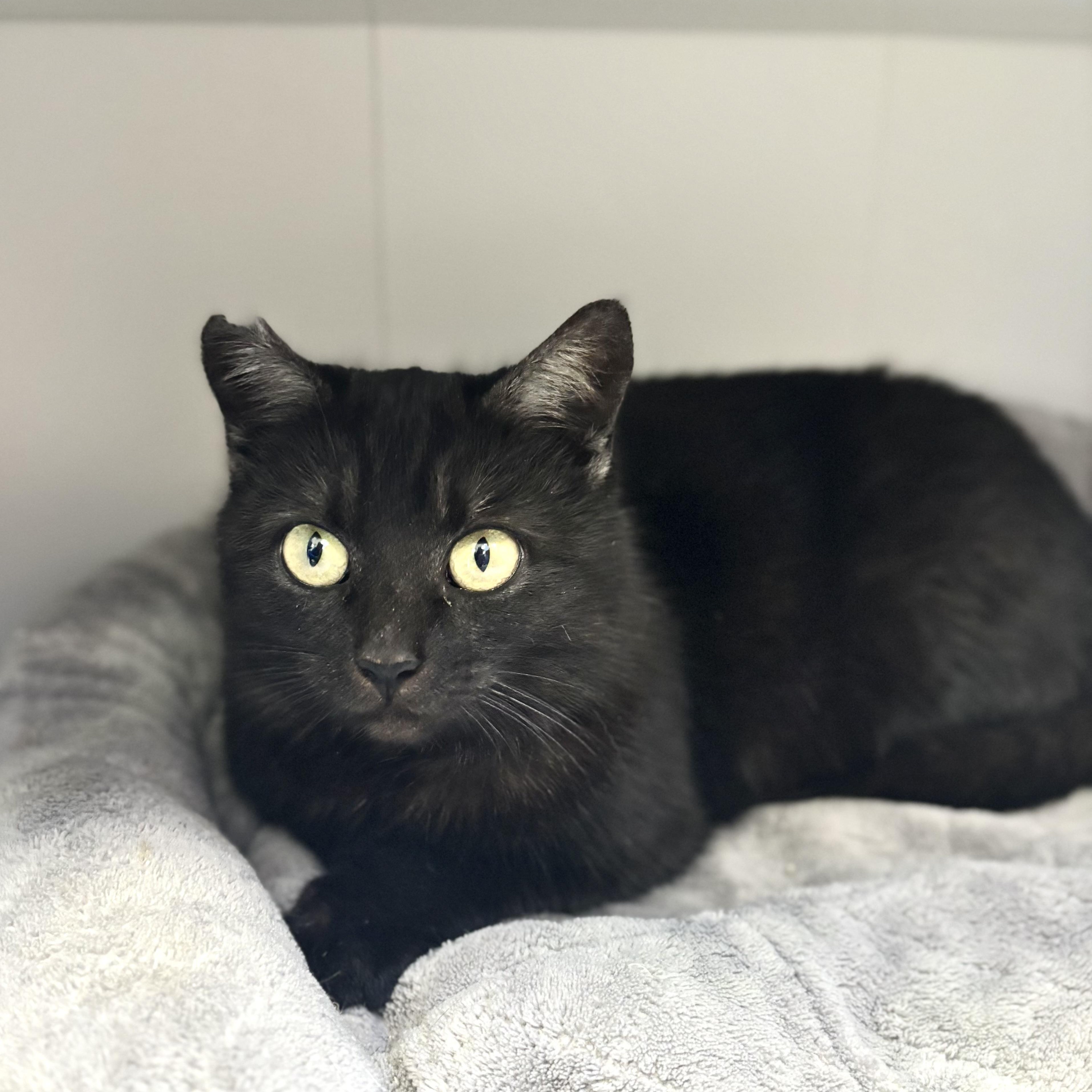 Moona, ADOPTABLE, Young Female Domestic Short Hair.