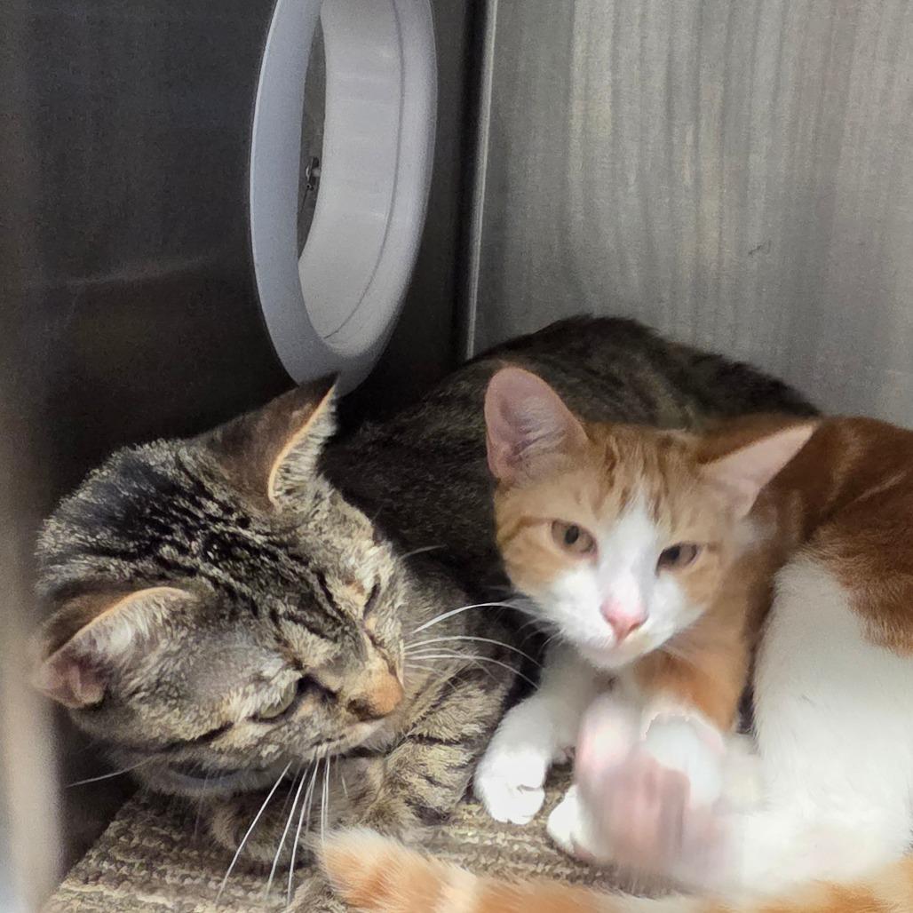 Zeke, Adoptable, Young Male Domestic Short Hair.
