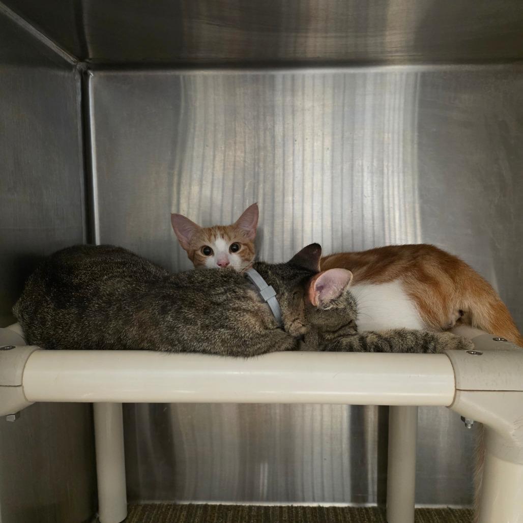 Enlarge Zeke, a Adoptable Domestic Short Hair in Sand Springs, OK image 2/5