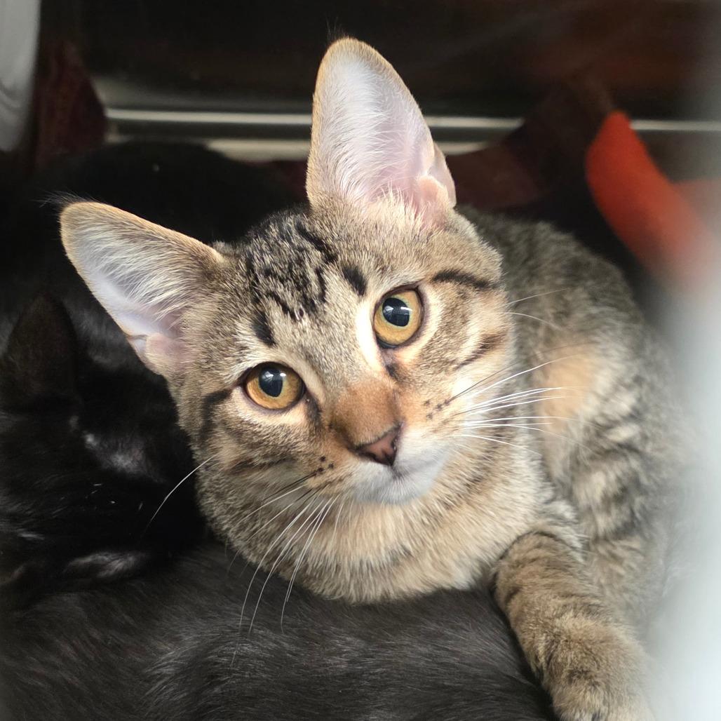 Enlarge Zeke, a Adoptable Domestic Short Hair in Sand Springs, OK image 3/5