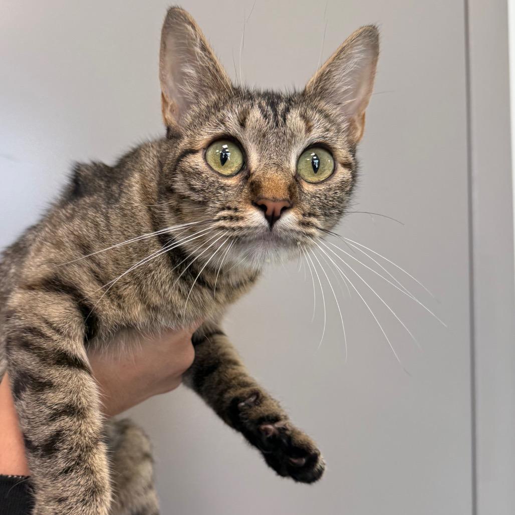 Enlarge Zeke, a Adoptable Domestic Short Hair in Sand Springs, OK image 4/5
