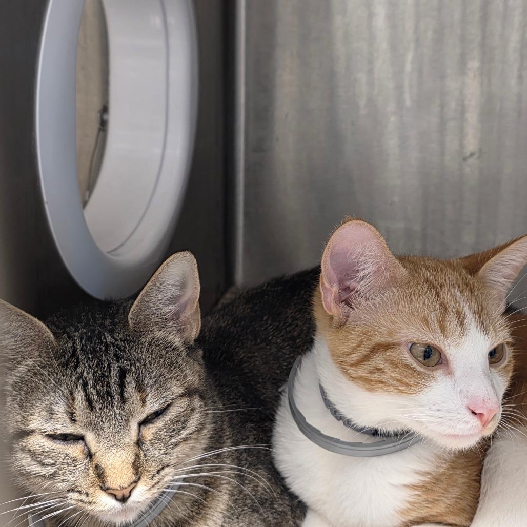 Enlarge Zeke, a Adoptable Domestic Short Hair in Sand Springs, OK image 5/5