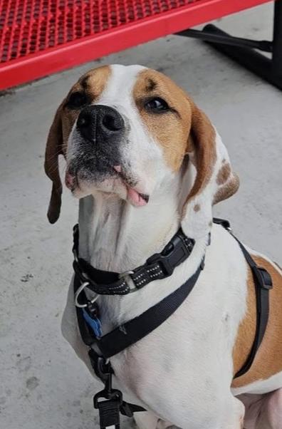 Oliver, Adoptable, Adult Male Treeing Walker Coonhound & Hound.
