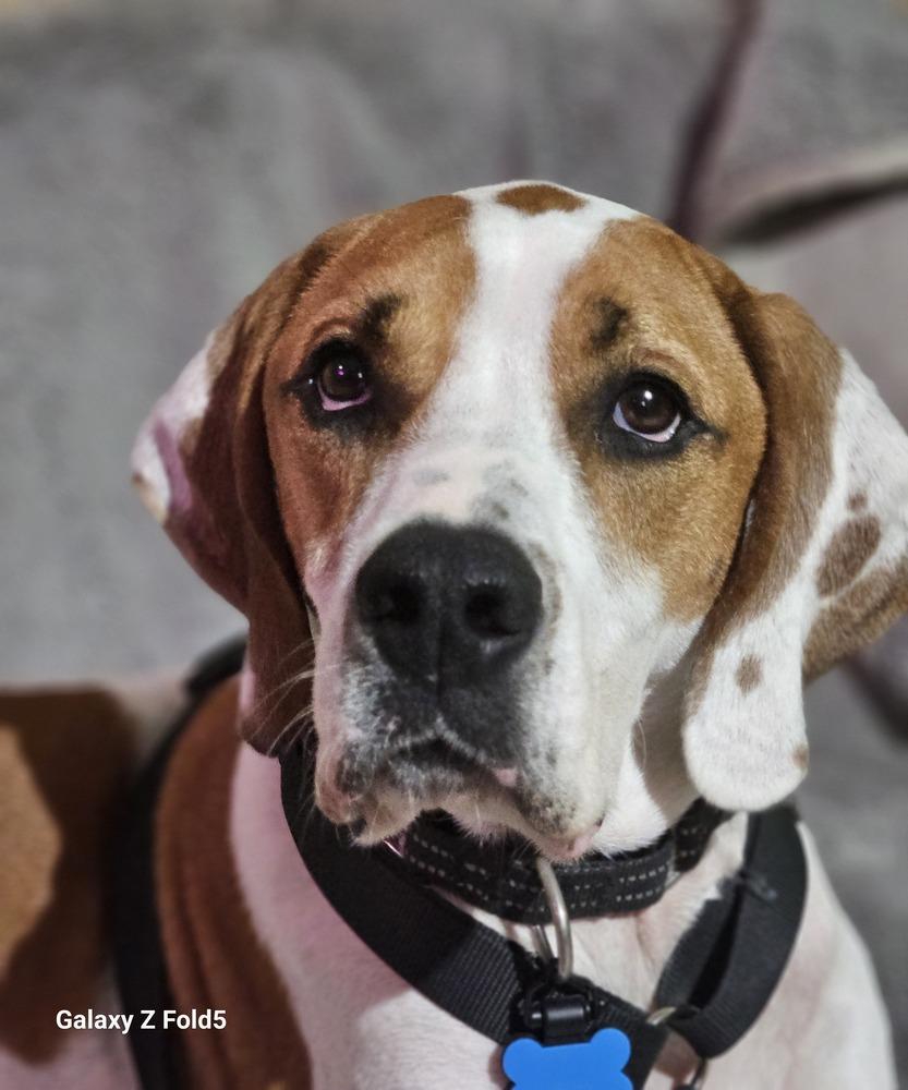 Oliver, a Adoptable mixed breed in Louisa, VA image 2/6