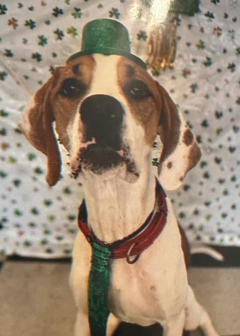 Oliver, a Adoptable mixed breed in Louisa, VA image 4/6