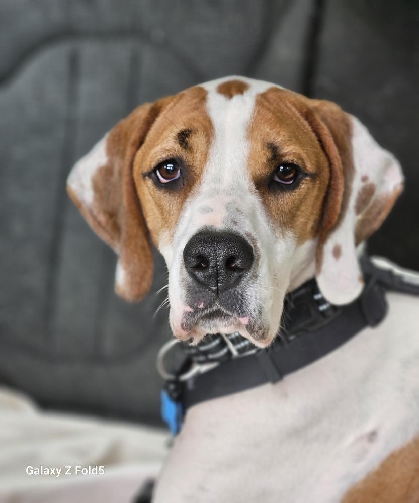 Oliver, a Adoptable mixed breed in Louisa, VA image 5/6