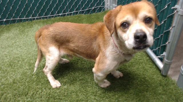 ROCKY, Adoptable, Senior Male Beagle & Mixed Breed.