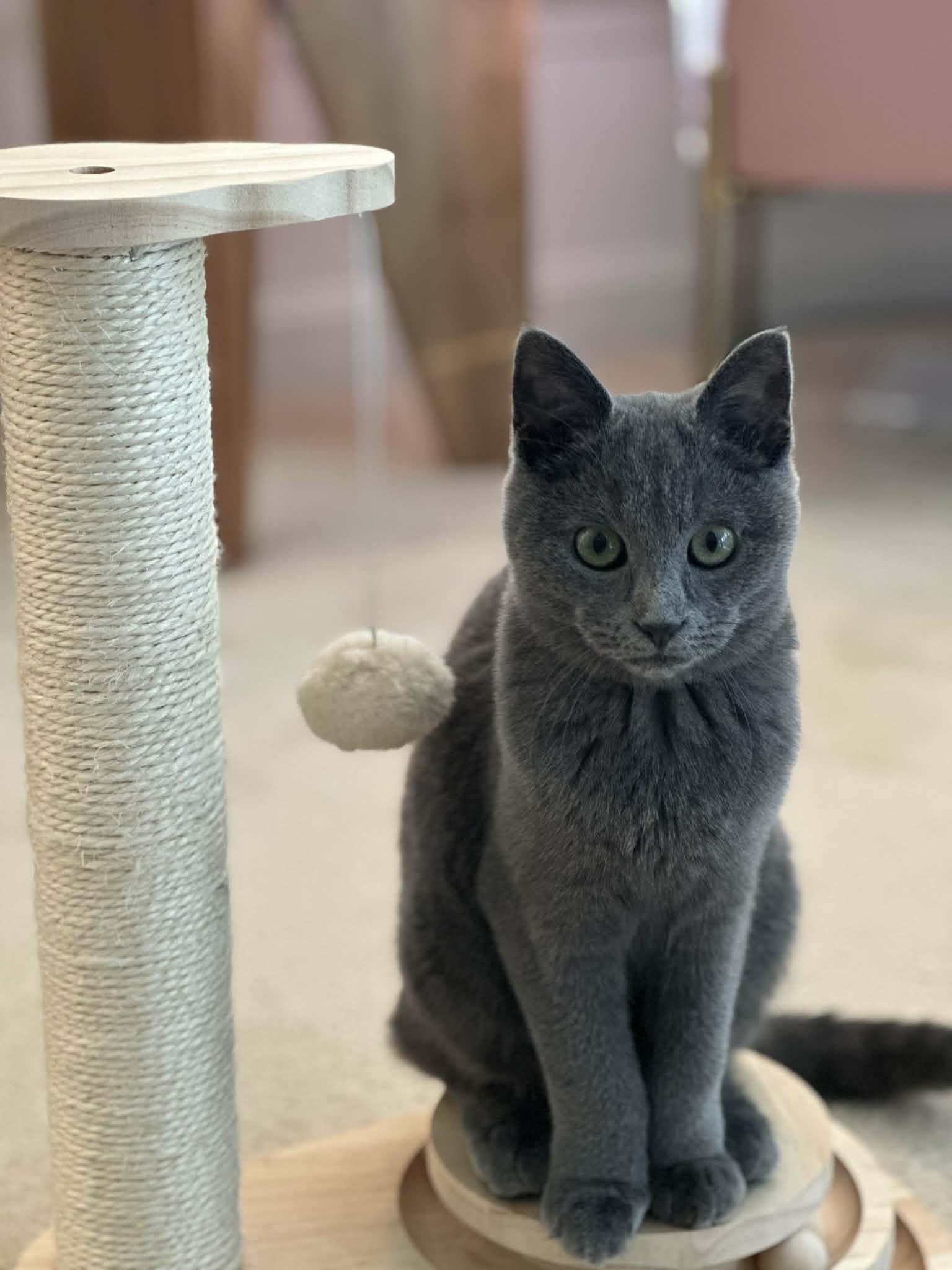 Enlarge Hazel, a Adoptable Russian Blue in Chesapeake Beach, MD image 4/6