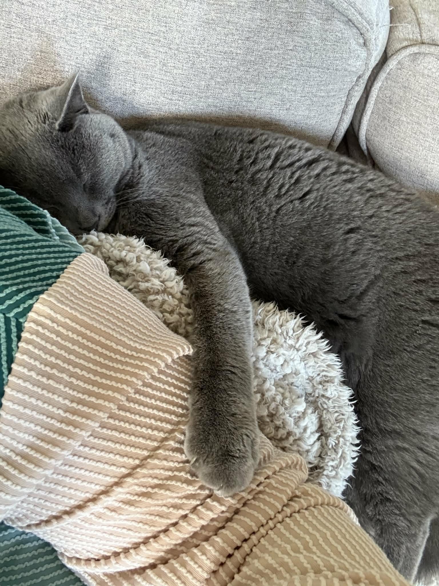 Enlarge Hazel, a Adoptable Russian Blue in Chesapeake Beach, MD image 6/6