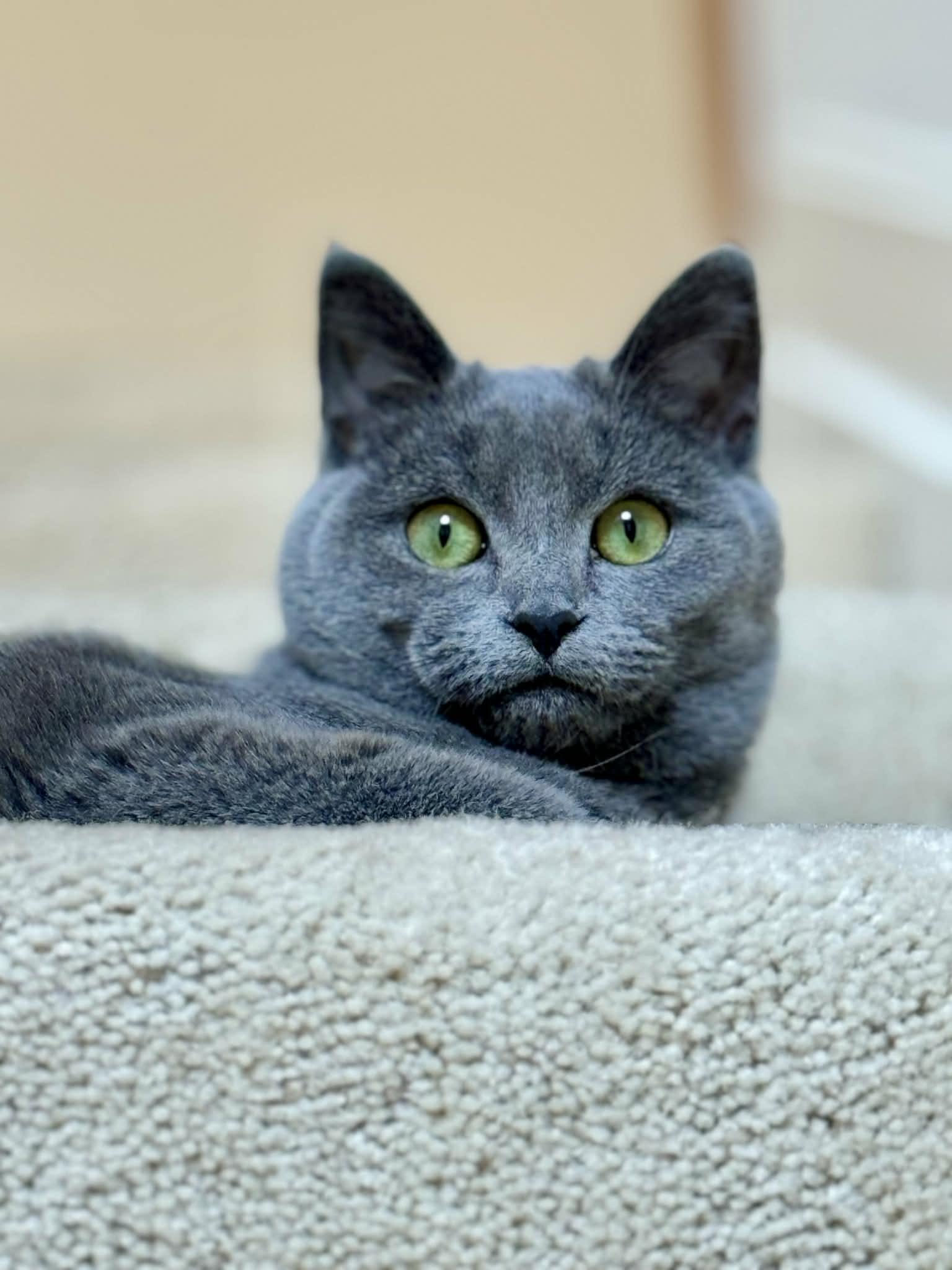 Hazel, Adoptable, Adult Female Russian Blue.