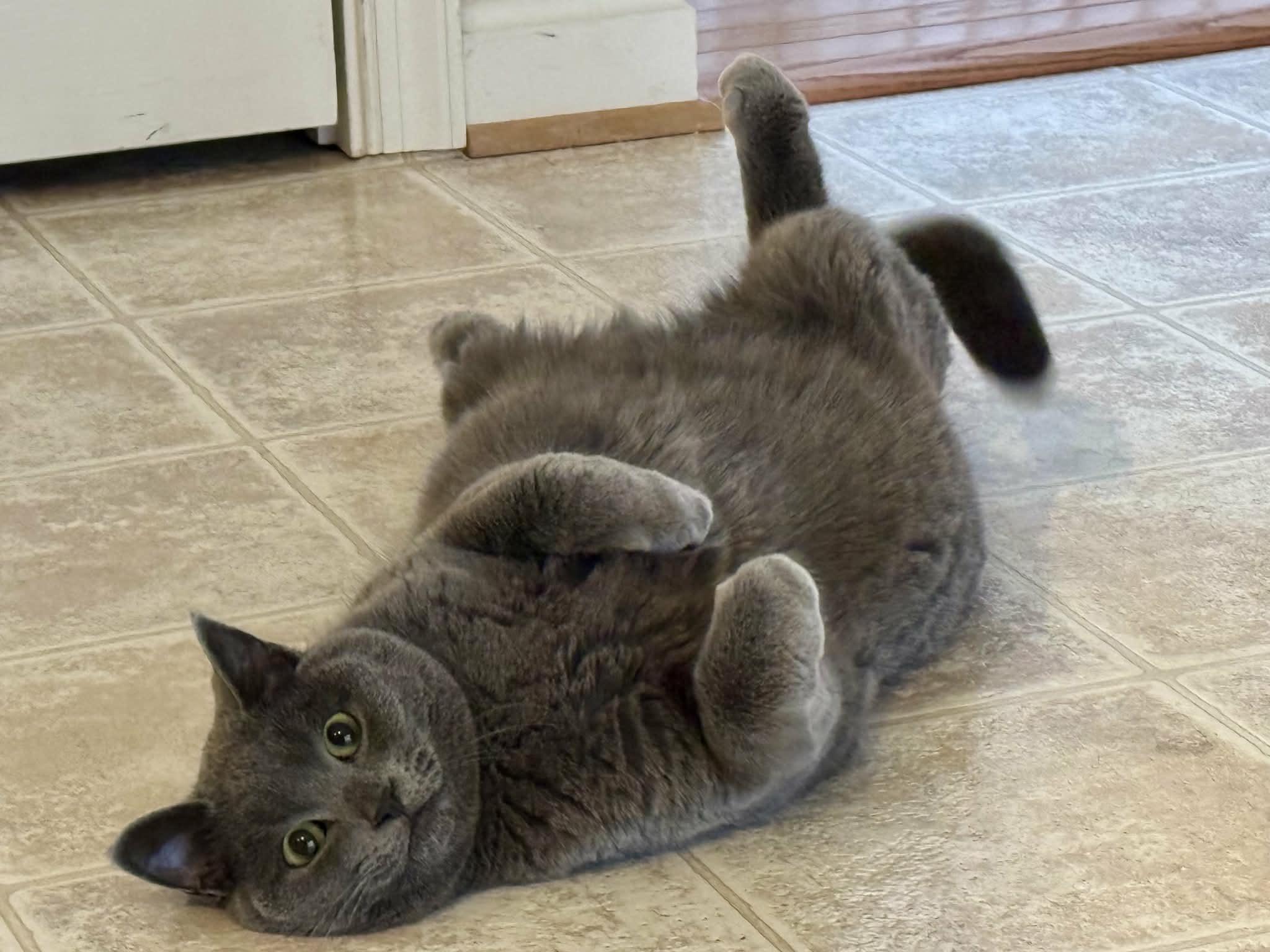 Enlarge Hazel, a Adoptable Russian Blue in Chesapeake Beach, MD image 2/6