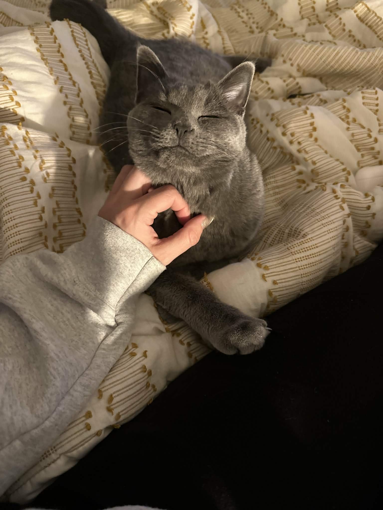 Enlarge Hazel, a Adoptable Russian Blue in Chesapeake Beach, MD image 3/6