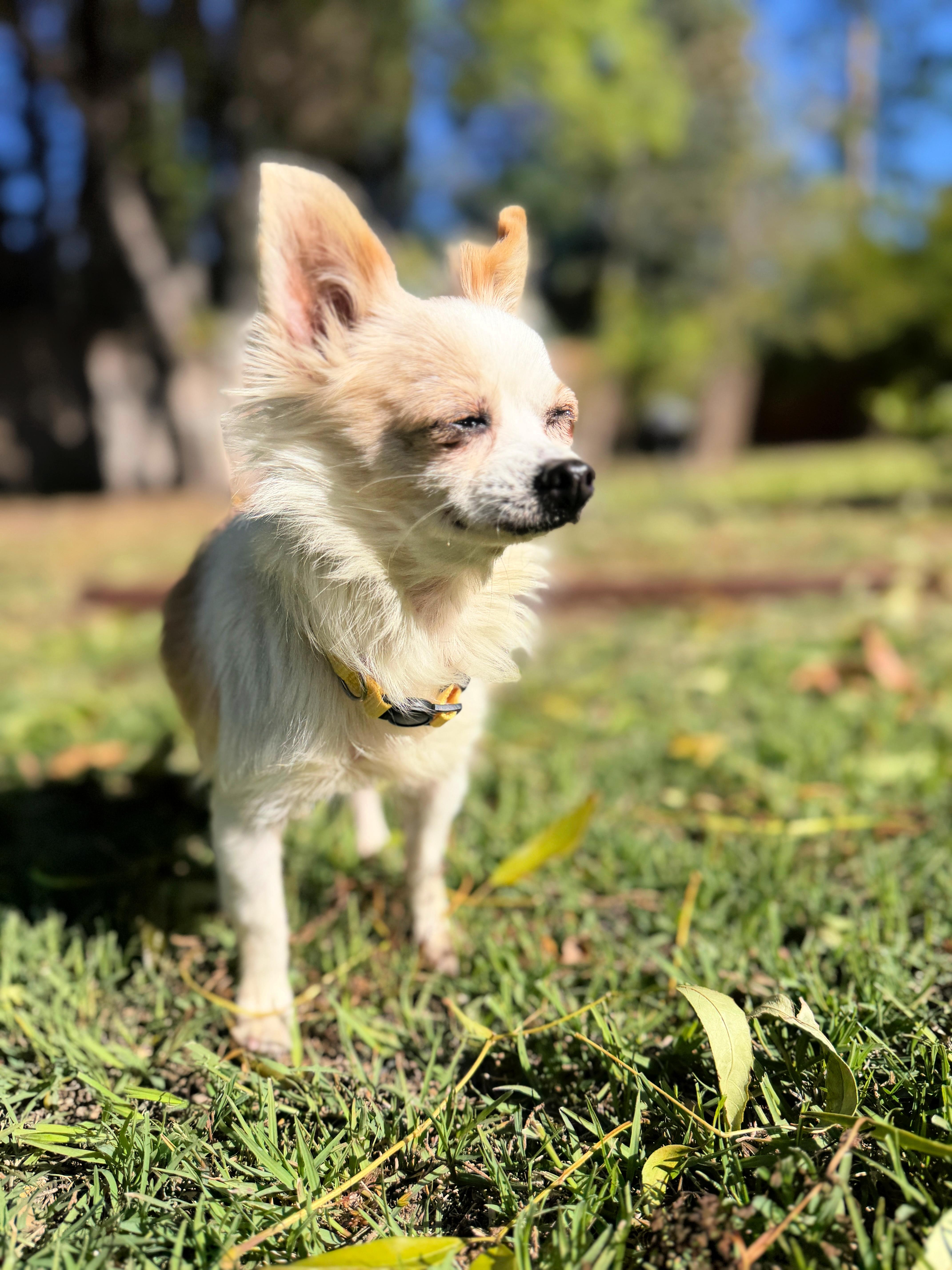Enlarge Honey loves to cuddle!, a ADOPTABLE mixed breed in Redondo Beach, CA image 1/6