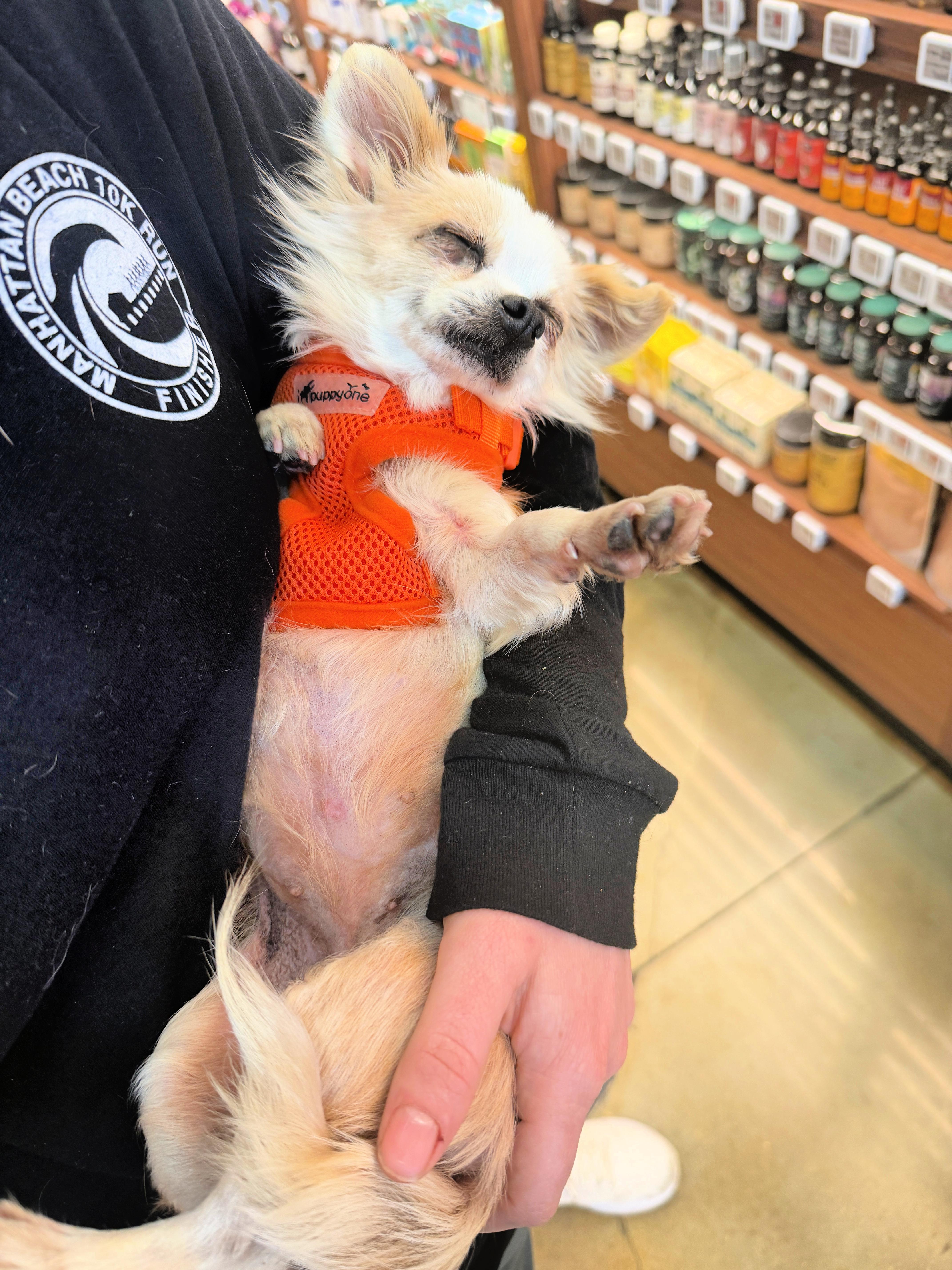 Honey Loves To Cuddle! thumbnail 2