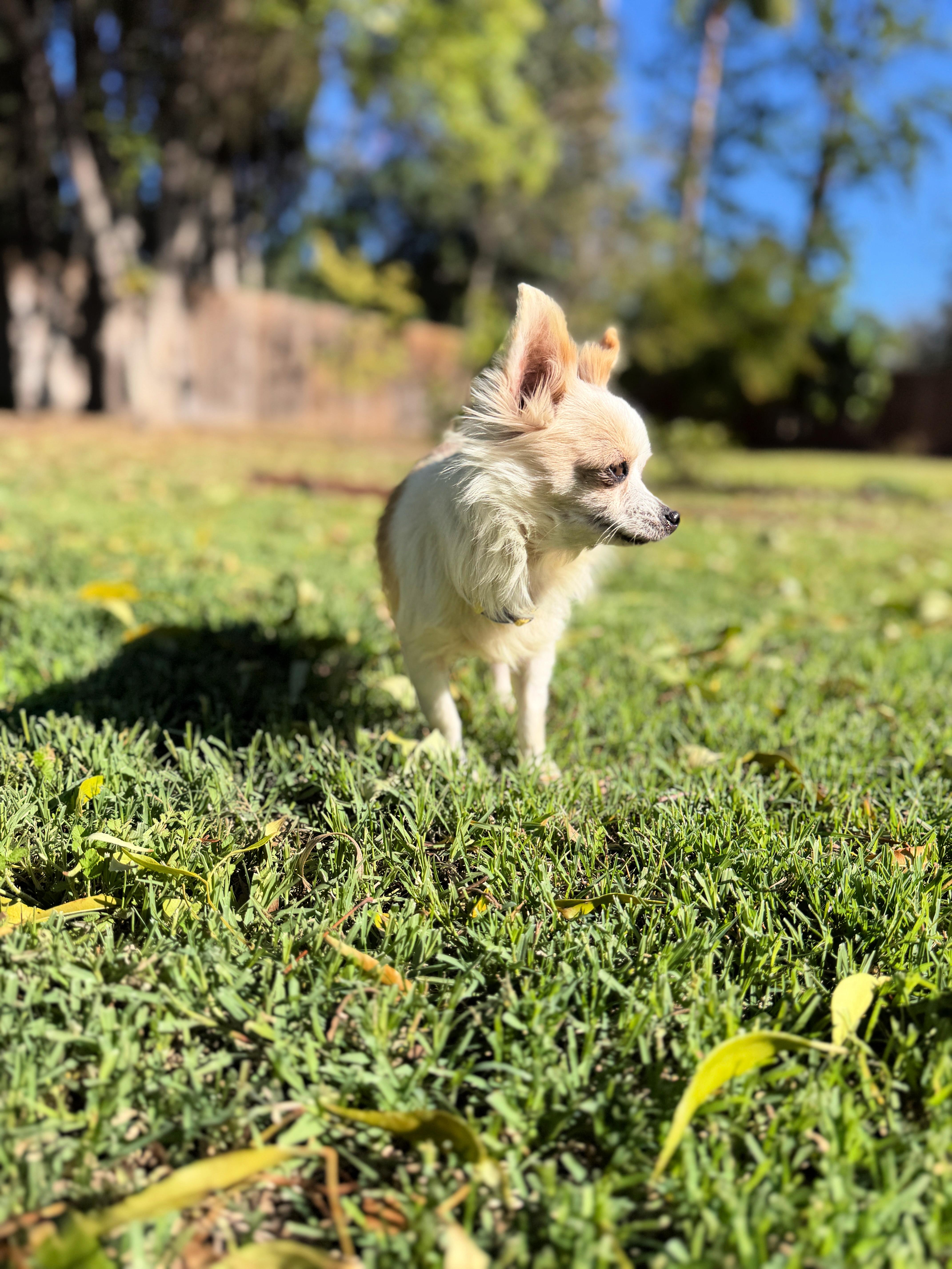Enlarge Honey loves to cuddle!, a ADOPTABLE mixed breed in Redondo Beach, CA image 4/6