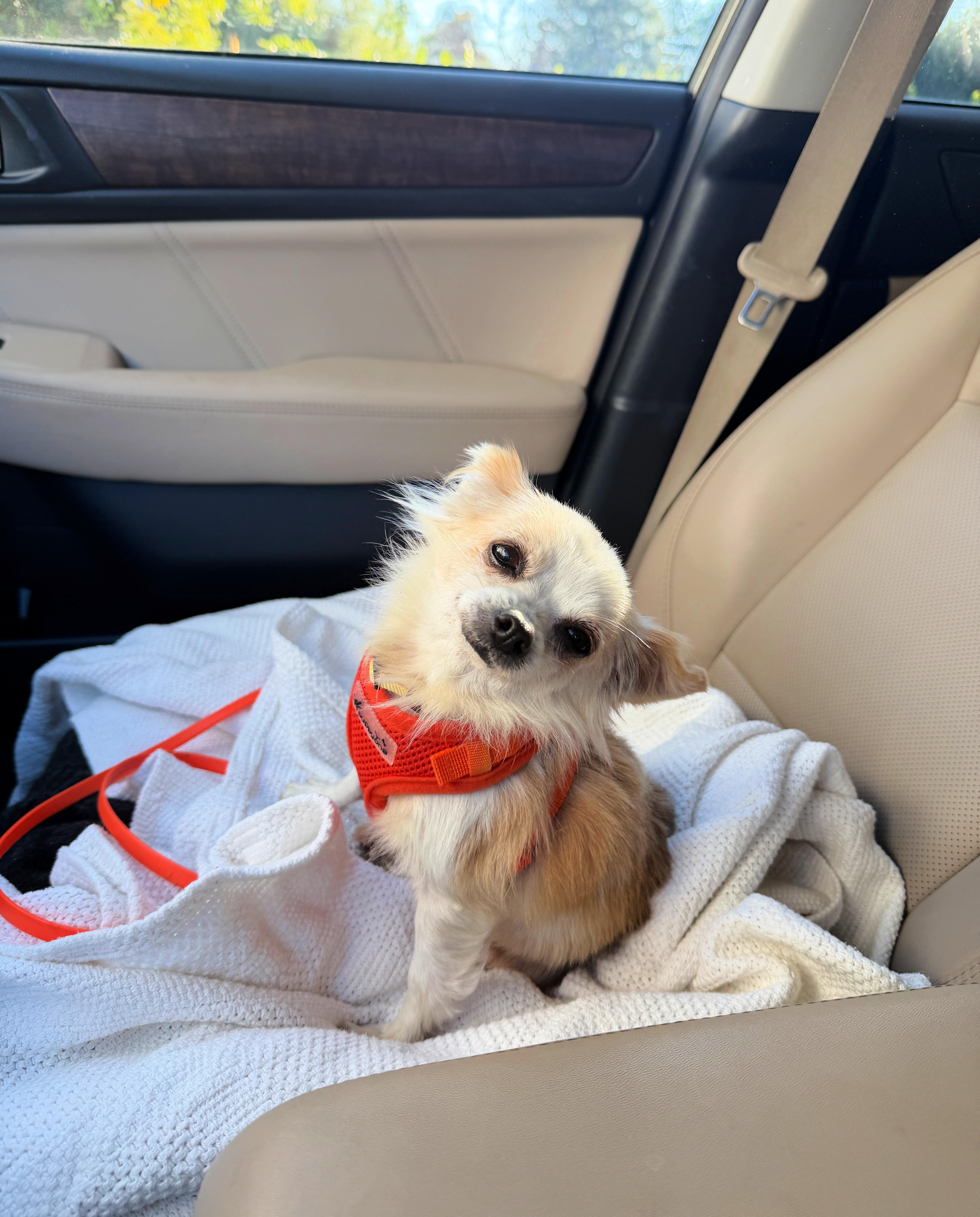 Enlarge Honey loves to cuddle!, a ADOPTABLE mixed breed in Redondo Beach, CA image 3/6