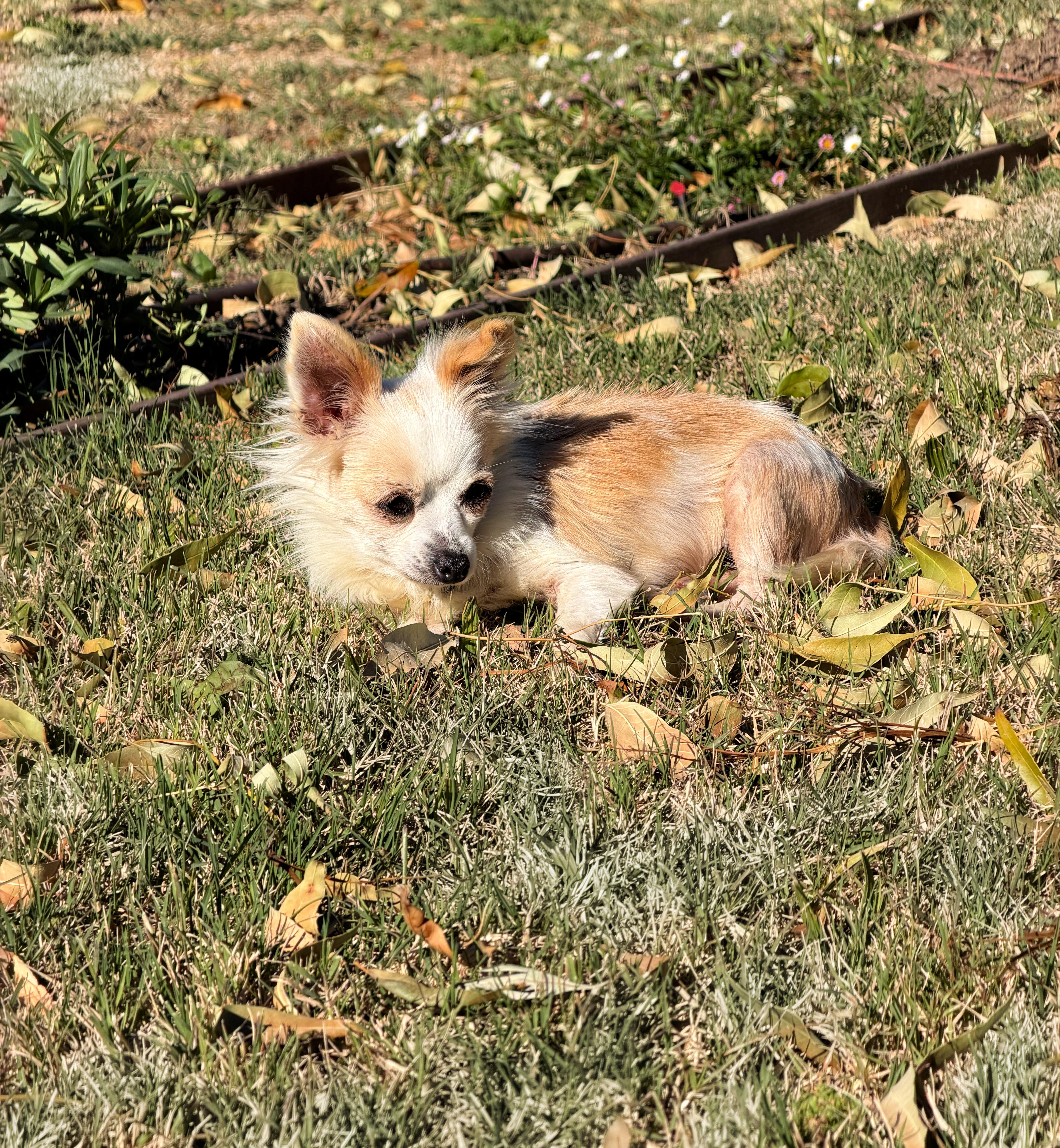 Enlarge Honey loves to cuddle!, a ADOPTABLE mixed breed in Redondo Beach, CA image 2/6