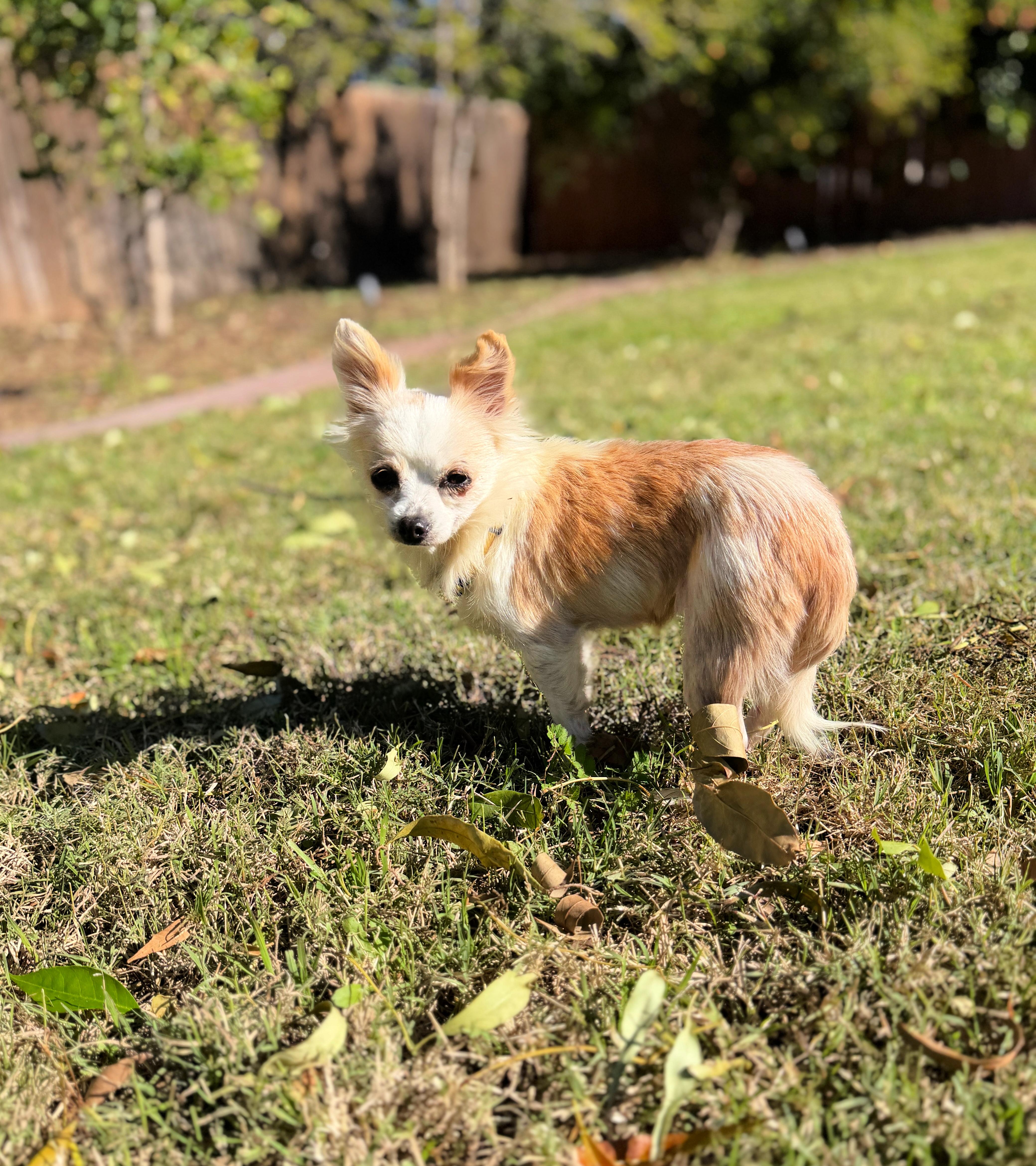 Honey Loves To Cuddle! thumbnail 6