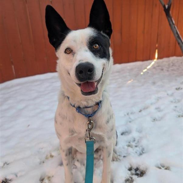 Panda, a Adoptable mixed breed in Albuquerque, NM image 1/6